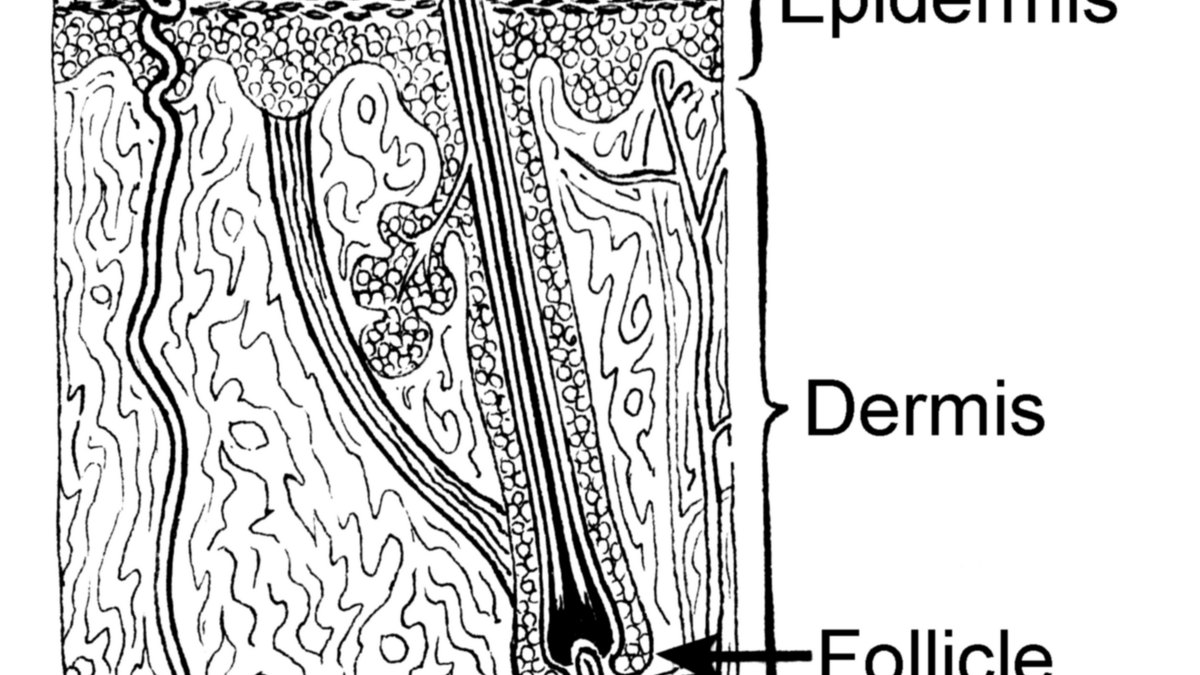 Cross-section of skin showing epidermis, dermis and follicle — the stratum-corneum barrier a DMSO-assisted peptide sticker gently opens; a PeptideSticker monograph by Panacea Bio Chem and Bogdan Dicoias